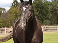 Kůň, Percheron — foto 3
