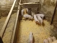 Knur, Świnie — zdjęcie 4