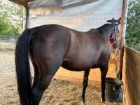 Faras dhaddig, Nonius horse — sawirka 3