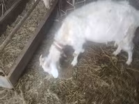 雌ヤギ, Russian White goat — 写真 1