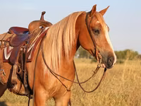 Aygʻir, Gypsy horse — 6-rasm