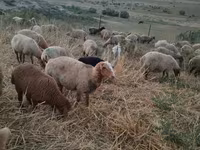 قوچ, گوسفند — عکس 5