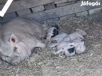 Babi hutan, Вьетнамская вислобрюхая — foto 1