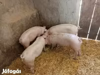 Säue, Schweine — Foto 1