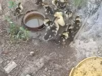 Ducks — 写真 5