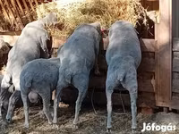 مینڈھا, Merino sheep — تصویر 3