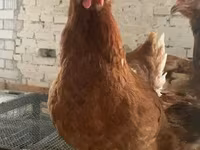 Chickens — 사진 3