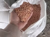 Арпа урыктык сорт бәйшешек дарленген — عکس 4