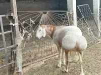 قوچ, Rhon sheep — عکس 4