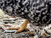 Chickens — foto 5