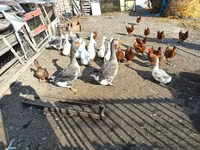 Geese — foto 3