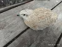 Quails — 5 зураг