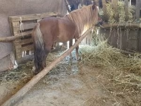 Cavallo, Cavalli