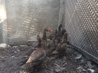 Ducks — عکس 2