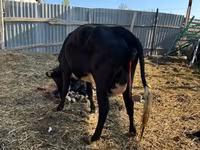 گاو ماده, Russian Black pied cattle — عکس 2