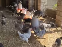 Chickens — รูปภาพ 3