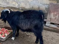 Արու այծ, Alpine goat — լուսանկար 1