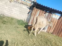 Ko, Simmental cattle — foto 2