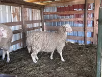 የጎትት አውራ በግ, Sheep — ፎቶ 2