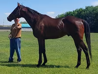 Pastuv, Thoroughbred horse — fotografija 5