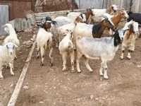 암염소, Damask goat — 사진 1