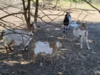 公山羊, Goats — 照片 4