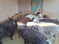 قوچ, گوسفند — عکس 4