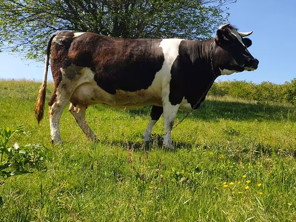 Tjur, Holsteinrasen — Moldavien