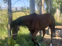 Kobyła, Arabian horse — zdjęcie 7