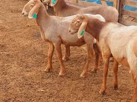 Montone, Arashan sheep — foto 7