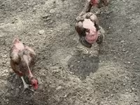 Chickens — zdjęcie 4
