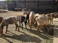 Ovan, Arashan sheep — fotografija 4
