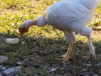 Chickens — foto 5