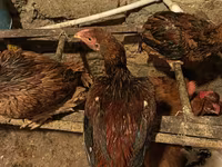 মালয় গেম — ছবি 3