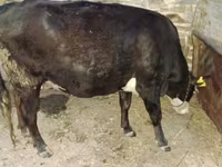 İnək, Latvian Blue cattle — foto 2