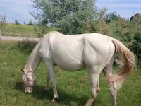 Faras, Akhal-Teke — sawirka 1