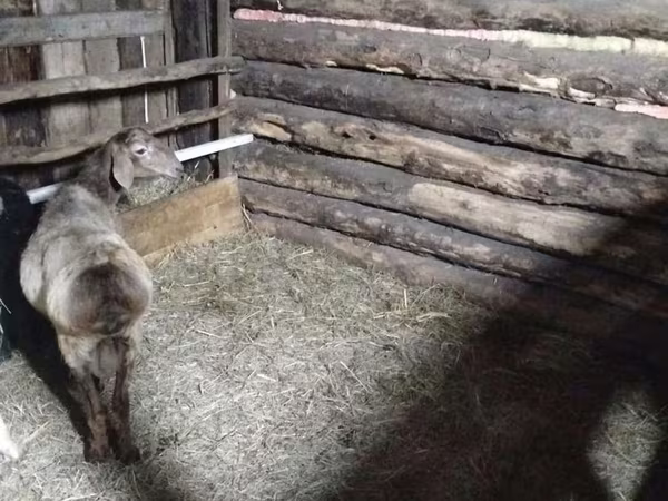 Carneiro, Arashan sheep