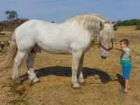 Cal, Percheron — foto 1