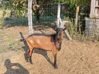 公山羊, Alpine goat — 照片 4