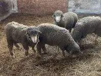 मेढ़ा, Merino sheep — फ़ोटो 2