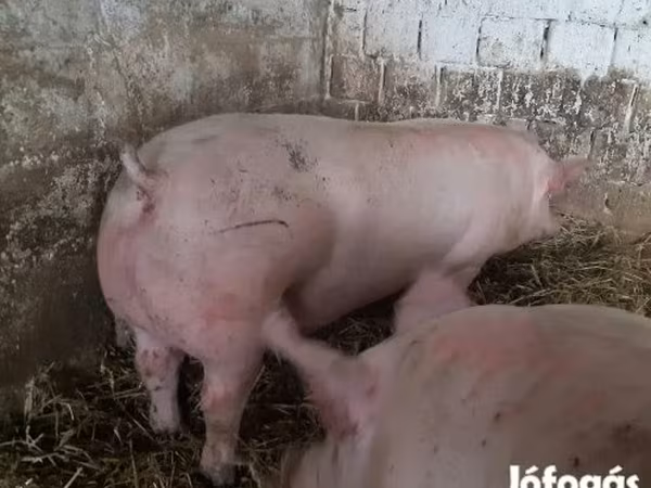 Babi betina, Крупная белая