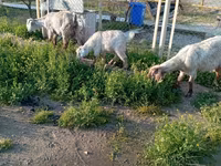 Cabra, Cabras — foto 6