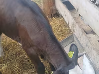 Bull, Cattle — photo 3