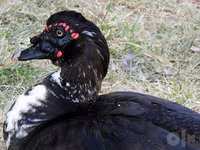 domácí kachna pižmová — foto 2