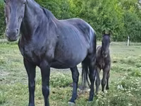 Cavalla, Cavalli — foto 3