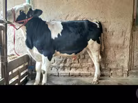 گاو نر, Simmental cattle — عکس 7