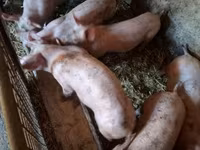 สุกร (เป็นล็อต, ไม่ระบุเพศ), หมู — รูปภาพ 2