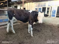 Bò đực, Simmental cattle — ảnh 4