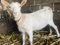 Cabra, Nubian Goat — foto 1