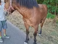 Horse (M), Horses — photo 2